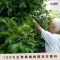 [ QUBE BBQ ] 煙燻木顆粒  竹木/蒜香2kg  9kg 清香去油解膩 煙燻入味 100%天然無添加