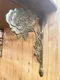 小鹿鄉村雜貨- 出口日本復古玫瑰花雕花 層板支架2入組