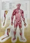 中英對照人體解剖圖(壹套八張)