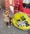 客訂0913 / Nike 便攜式兒童戶外帳篷 （只能宅配／自取）