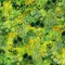 【Lauren Wan 設計師｜網購獨家】Sunlit Garden 暖陽花落系列：光影印象花海・質感印花布 (棉布/2色)