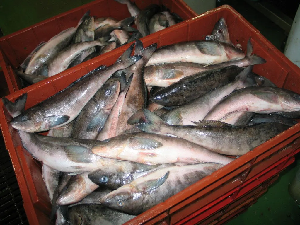 北海道𩸽魚一夜干 真ほっけ Xl