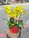 B1-42│蘭花盆栽│新北市花店│蘆洲花店│榮升誌慶│喬遷之喜│開幕誌慶│過年送禮│訂花│送花