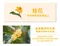 金富桂皂200g｜素顏之本｜洗手｜洗臉｜洗澡｜復活草｜桂花｜香氛｜舒適｜肥皂