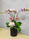 B1-38│蘭花盆栽│新北市花店│蘆洲花店│榮升誌慶│喬遷之喜│開幕誌慶│過年送禮│訂花│送花