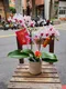 B1-24│蘭花盆栽│新北市花店│蘆洲花店│榮升誌慶│喬遷之喜│開幕誌慶│過年送禮│訂花│送花