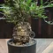 象足漆樹 Operculicarya pachypus 搭配NEIGHBORHOOD SRL DEN-5L CE-PLANT POT