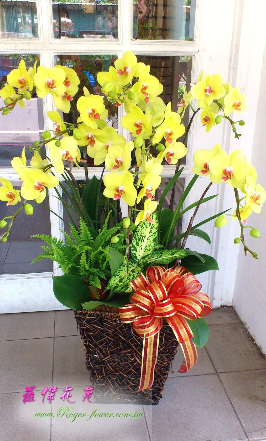 蘭花組 8 祝賀花禮 開店 喬遷 高陞 展演