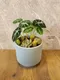 D2-18│多肉植物│新北市花店│蘆洲花店│送禮盆栽│訂花│送花