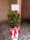 D1-8│送禮盆栽│新北市花店│蘆洲花店│開幕誌慶│新居落成│榮升誌慶│訂花│送花