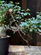 白皮亞種Commiphora kataf var. turkanensis