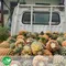 【高樹青農】許哲榮-有機金鑽鳳梨(14台斤/箱)(含運)_金鑽旺來好運旺旺萊
