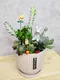 D2-9│多肉植物│新北市花店│蘆洲花店│送禮盆栽│訂花│送花