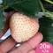 天藍果園-大湖白草莓(20顆/2盒)★含運組★