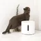PETKIT｜寵物無線飲水機SOLO 2 無線馬達