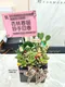 D2-6│多肉植物│新北市花店│蘆洲花店│送禮盆栽│訂花│送花