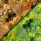 【Lauren Wan 設計師｜網購獨家】Sunlit Garden 暖陽花落系列：光影印象花海・質感印花布 (棉布/2色)