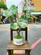 D1-17│送禮盆栽│新北市花店│蘆洲花店│開幕誌慶│新居落成│榮升誌慶│訂花│送花