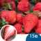 天藍果園-大湖草莓(15顆)★含運組★