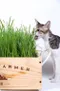 寵物專區-貓草種子