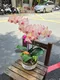 B1-54│蘭花盆栽│新北市花店│蘆洲花店│榮升誌慶│喬遷之喜│開幕誌慶│過年送禮│訂花│送花