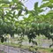 【田寮青農】陳懿甄-有機轉型期百香果(3斤/箱)(含運)