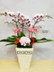 B1-36│蘭花盆栽│新北市花店│蘆洲花店│榮升誌慶│喬遷之喜│開幕誌慶│過年送禮│訂花│送花