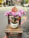 B1-15│蘭花盆栽│新北市花店│蘆洲花店│榮升誌慶│喬遷之喜│開幕誌慶│過年送禮│訂花│送花