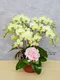B1-63│蘭花盆栽│新北市花店│蘆洲花店│榮升誌慶│喬遷之喜│開幕誌慶│過年送禮│訂花│送花