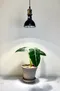 植物燈材｜自然光黑殼植物燈20w＋復古燈頭電源線