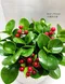 D1-5│送禮盆栽│新北市花店│蘆洲花店│開幕誌慶│新居落成│榮升誌慶│訂花│送花