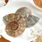 超光神聖螺旋斑彩螺切片 3x4.5~3x5cm 裱框 (單片)