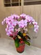 B1-69│蘭花盆栽│新北市花店│蘆洲花店│榮升誌慶│喬遷之喜│開幕誌慶│過年送禮│訂花│送花
