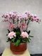 B1-49│蘭花盆栽│新北市花店│蘆洲花店│榮升誌慶│喬遷之喜│開幕誌慶│過年送禮│訂花│送花