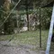 [ Bell's Camping ]  短版戰術營繩150CM ｜共四色 熱銷商品TOP.12 新登場 貝爾營繩 短版營繩 織帶營繩  風格營繩