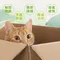 【美國AFP】貓草玩具-奔綠系列