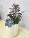 D2-17│多肉植物│新北市花店│蘆洲花店│送禮盆栽│訂花│送花