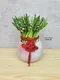 D1-9│送禮盆栽│新北市花店│蘆洲花店│開幕誌慶│新居落成│榮升誌慶│訂花│送花