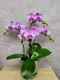 B1-43│蘭花盆栽│新北市花店│蘆洲花店│榮升誌慶│喬遷之喜│開幕誌慶│過年送禮│訂花│送花