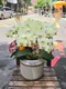 B1-66│蘭花盆栽│新北市花店│蘆洲花店│榮升誌慶│喬遷之喜│開幕誌慶│過年送禮│訂花│送花