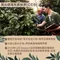 【皇家培育咖啡豆】Café Amazon 經典濾掛水洗咖啡(中深焙)5包入