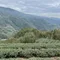 【坪林青農】林奕慧-源霧茶包系列-壹(包種/雪山烏龍/凍頂烏龍/鐵觀音)(3克x8包/盒)(含運)