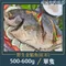 野生金鯧魚(紅杉)500-600g【北海漁鋪】