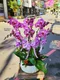B1-31│蘭花盆栽│新北市花店│蘆洲花店│榮升誌慶│喬遷之喜│開幕誌慶│過年送禮│訂花│送花