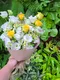A1-39│情人節花束│新北市花店│蘆洲花店│花束│花店│訂花│送花