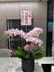 B1-56│蘭花盆栽│新北市花店│蘆洲花店│榮升誌慶│喬遷之喜│開幕誌慶│過年送禮│訂花│送花